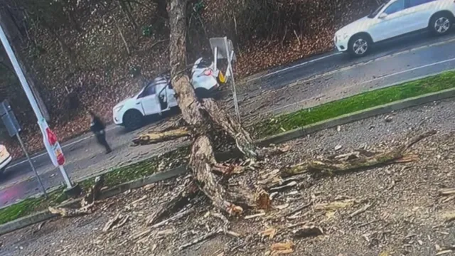 Man escapes injury as tree crashes onto his car in Bucktown