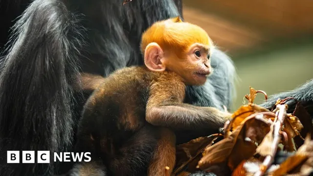 Endangered monkey birth sparks hope for species survival