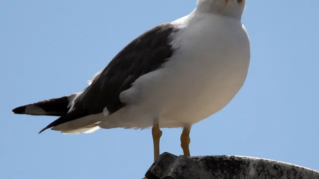Aggressive seagulls disrupt mail deliveries in Cornwall