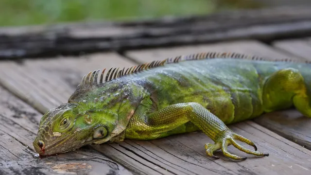 Over 5,000 iguanas collected in Florida due to freezing temperatures