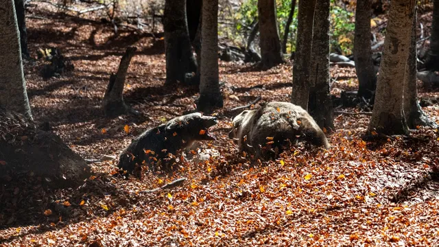 Bear attacks on livestock soar in Greece due to conservation efforts