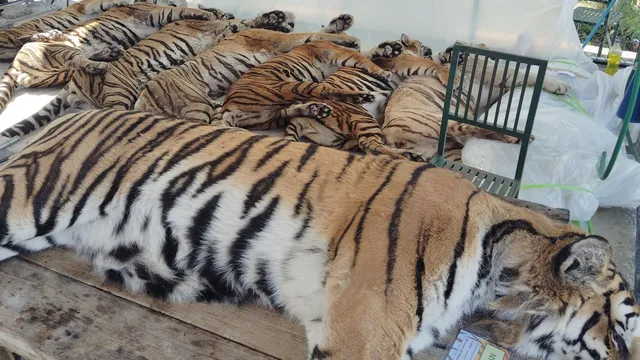 Seventy-two tigers die from virus outbreak in Thai animal park