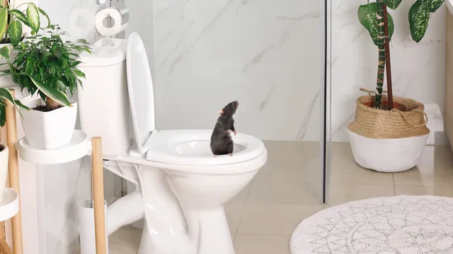 Heavy rains drive rats into Seattle toilets
