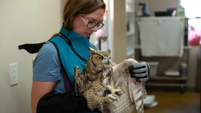 Great horned owl rescued from concrete mixer in Utah