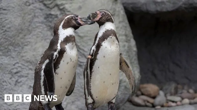 Gay Animal Relationships More Common Than Expected, Says Safari Park Keeper