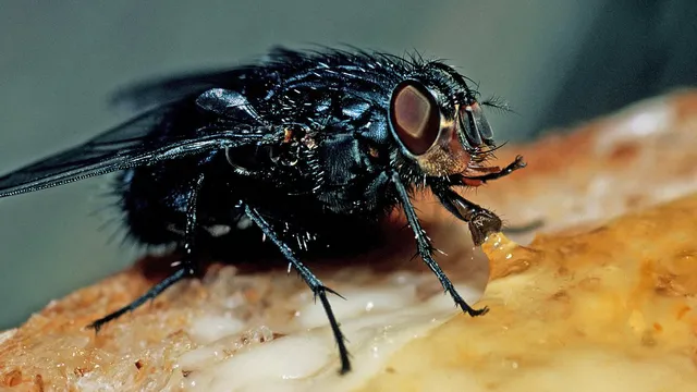 Britain faces a severe fly infestation crisis
