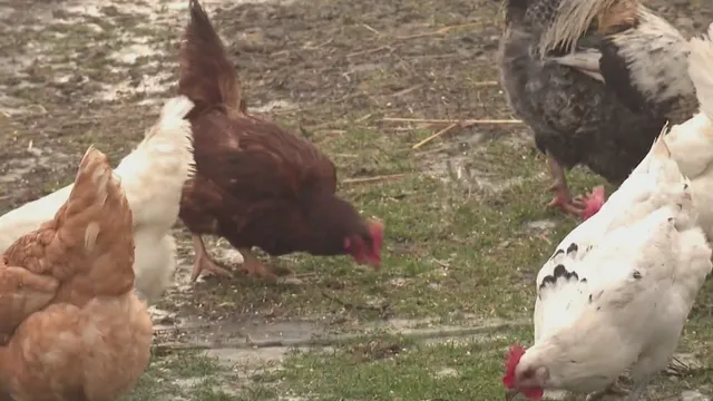 U.S. commits $1 billion to battle devastating bird flu outbreak