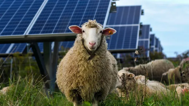 AI-powered solar systems can generate profit for users