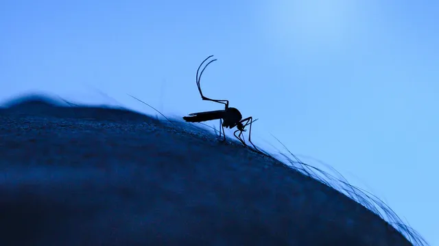Glenn County reports second West Nile virus death in 2026