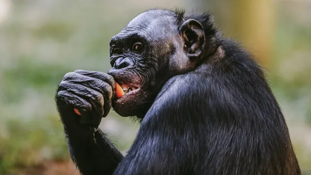 Zoo closes bonobo exhibit after primate attacks glass at visitors