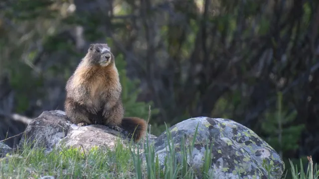 UCLA scientists turn to OnlyFans to fund marmot research