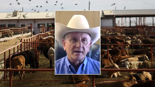 USDA threatens to stop Mexican cattle imports over screwworm crisis