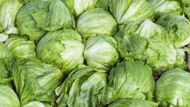 Cyclospora outbreak linked to lettuce spreads across 15 states