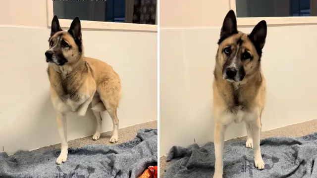 Shelter dog blue faces despair in overcrowded environment