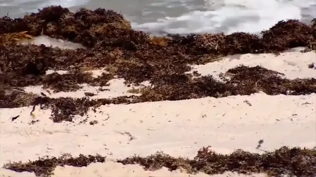 Florida braces for the worst seaweed season with record sargassum levels