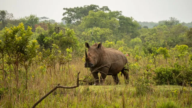 Rhinos return to Uganda after 40 years of absence