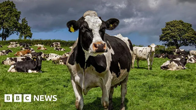 Northern Ireland announces first suspected case of bluetongue virus in cows