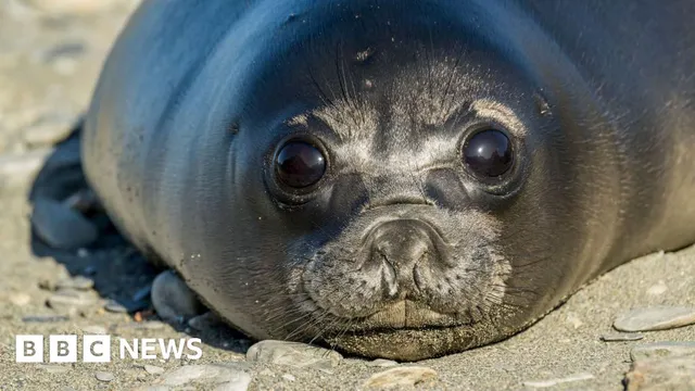 Bird flu devastates seal population on remote Australian island