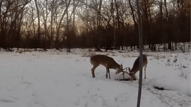 Man catches rare deer sparring ritual on camera
