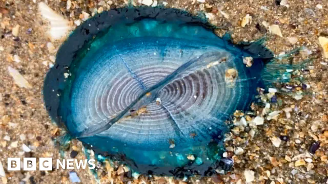 Stunning blue sea creatures wash up on Welsh beaches