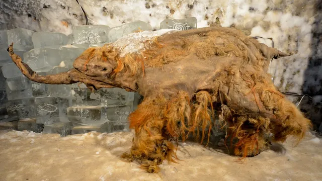 Scientists reveal ancient mammoth's life through newly sequenced RNA