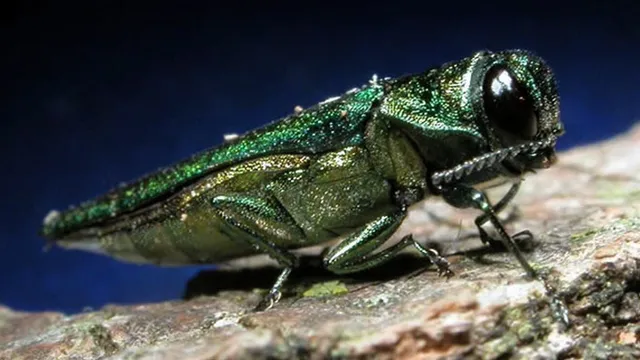 Emerald Ash Borer detected in Denver threatens millions of trees