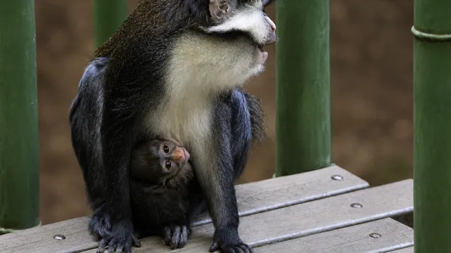 Zoo Atlanta welcomes new baby red-tailed monkey