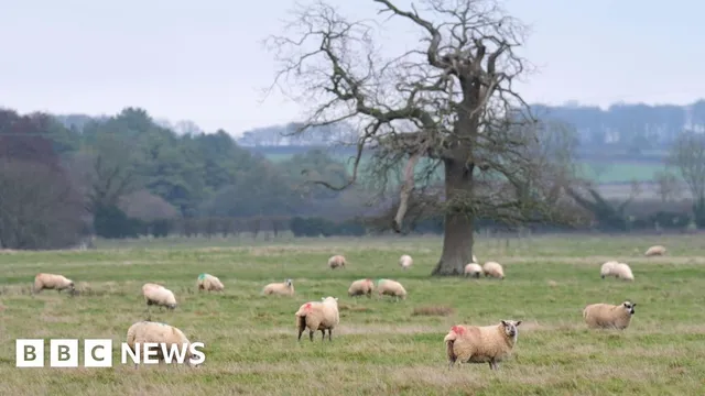 Norfolk council restricts solar energy development on farmland