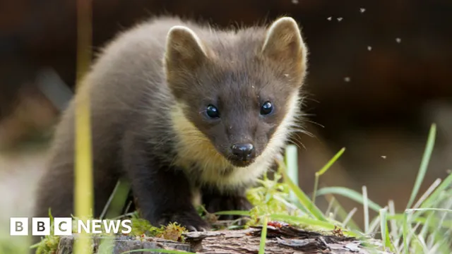 Pine martens thrive in south-west England with successful breeding