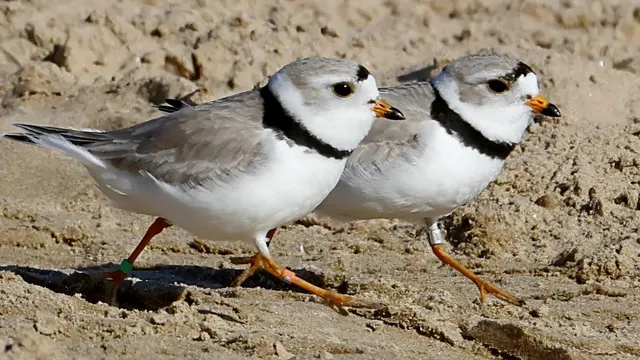 Piping plovers thrive in Chicago as Imani and Sea Rocket raise four chicks