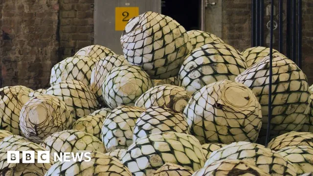 India's agave spirits market grows rapidly as distillers innovate