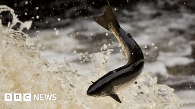 Salmon Fishery Board Calls for Moratorium on Hydro-Electric Schemes in Scotland
