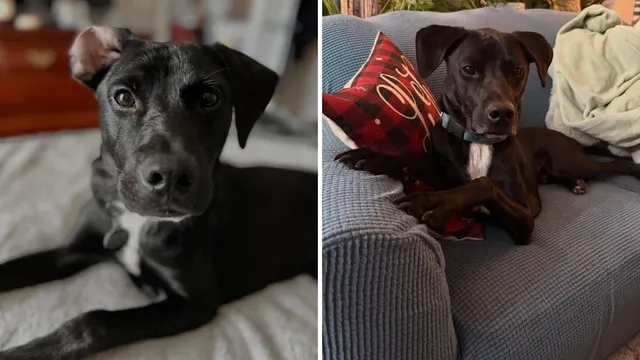 Dog's DNA test reveals unexpected Puerto Rican heritage