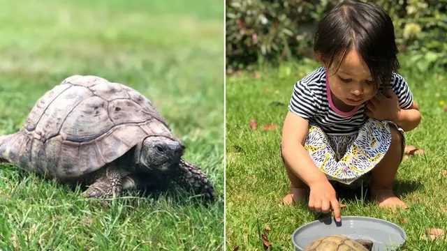 Family fights over the legacy of Buttercup the centenarian tortoise