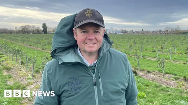 English farmer successfully grows olives in Lincolnshire