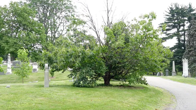 Scientists restore American chestnut trees to New York City