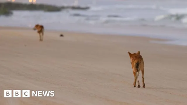 Canadian tourist found dead as dingoes surround her on Australian beach