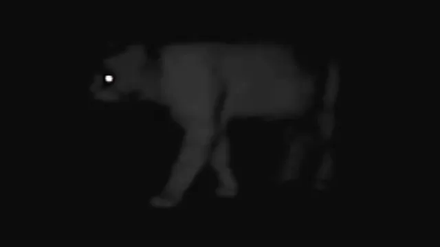 Cougar sighting alarms residents in Howard Lake, Minnesota