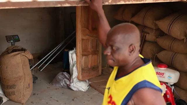 Cocoa farmers abandon crops for more profitable gold mining amid price crash