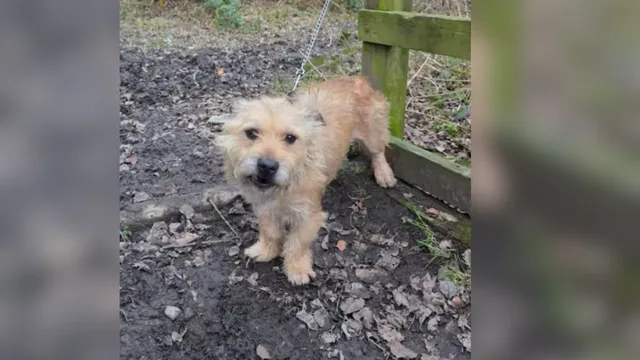 Bonded senior dogs face uncertain future after owner dies
