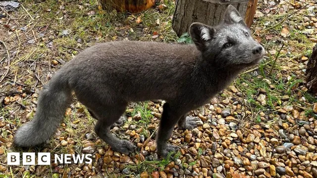 Arctic fox cubs born at Wildwood in Herne, Kent