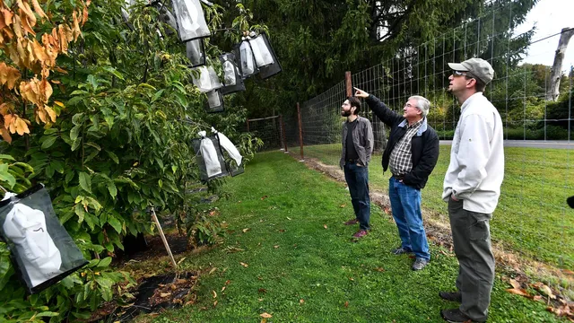 Genetic testing offers hope for restoring American chestnut tree