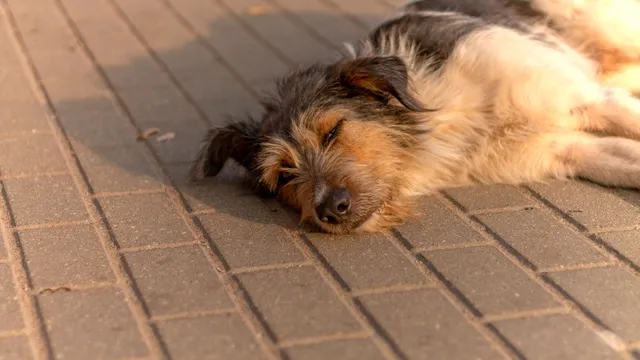 DNA test reveals rescue dog’s unexpected purebred lineage