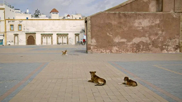 UK woman dies of rabies after stray puppy scratch in Morocco