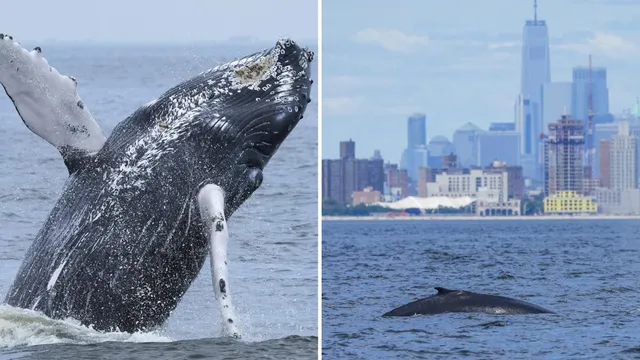 Humpback whale number 500 spotted in New York City waters
