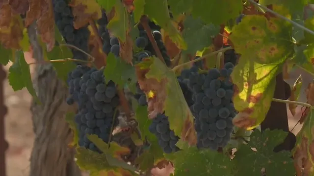 Winemakers furious after federal job cuts harm wildfire research