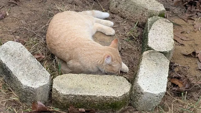 Dachshund's heartbreaking moment as owner leaves without her