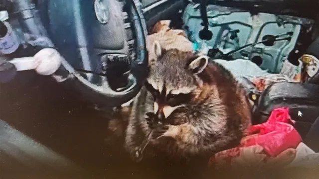 Raccoon caught holding meth pipe leads to Ohio woman's arrest
