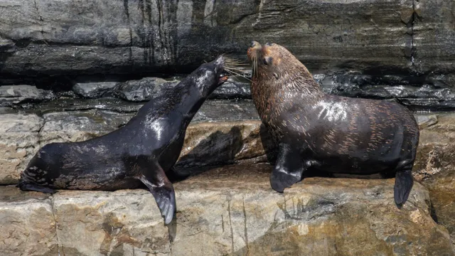 Fur seal dies from H5 bird flu in South Australia