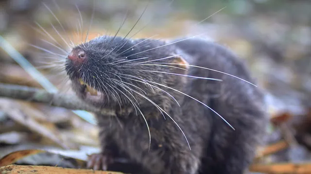 New species found as development threatens the Alto Mayo jungle